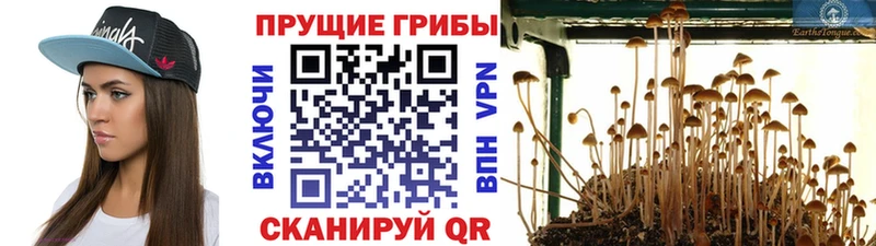 Купить  Любань  Галлюциногенные грибы Magic Shrooms 